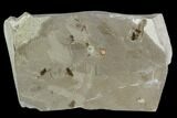 Fossil Insect Cluster (Flies & Lacewings - Utah #108821-1